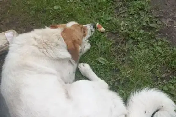 Найдена собака, Ново-Московская ул, 17