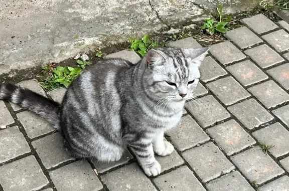 Найдена кошка, Лаишево, фото: Кошка найдена на Пристанской, 12, Лаишево