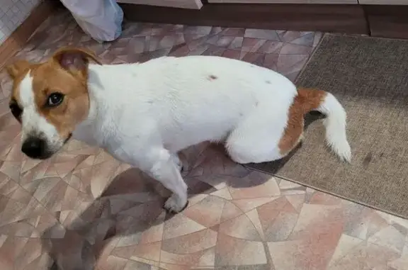 Найдена собака, Ивановская область, фото: Собака найдена: Писцовское, Иваново