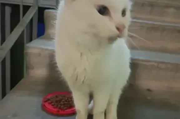 Кошка найдена: ул. Лизы Чайкиной, 4