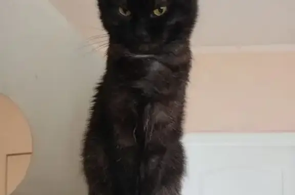 Объявления о пропавших и найденных животных, Нижний Тагил, фото: Пропала кошка, Ольховская ул., Н. Тагил