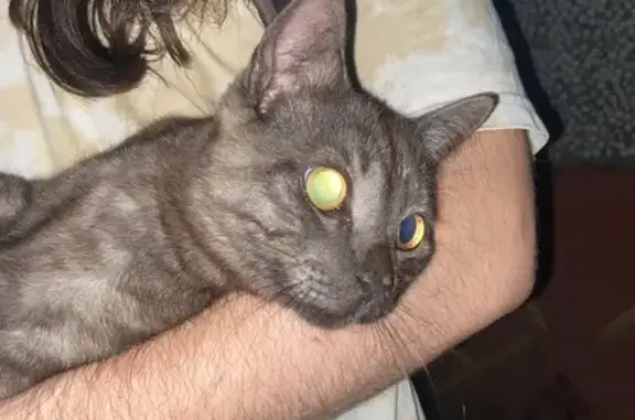 Кошка найдена: Зелёный бульвар, 8/2