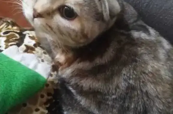 Пропала кошка, Берёзовая ул., 5, Видное