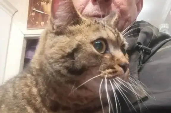 Кошка найдена на Дорожной улице, Русавкино