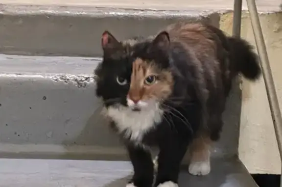 Найдена кошка, Венёвская ул. 15, Москва