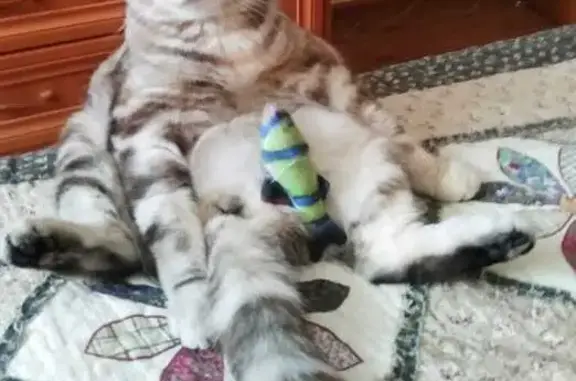 Пропала кошка, Берёзовая ул., Видное
