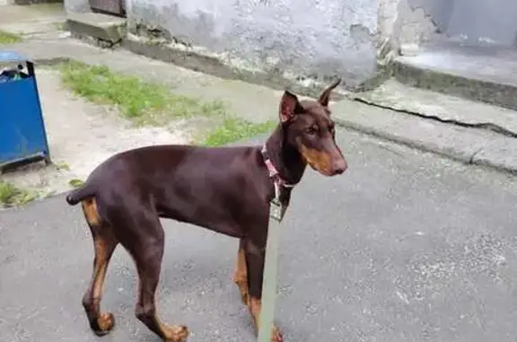 Щенок добермана найден: Центр. ул., 30, Пинск