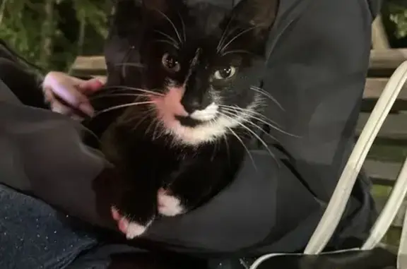 Кошка найдена в Пестовском парке, Балашиха