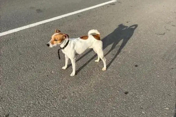 Найдена собака, Вологодская область, фото: Собака найдена: Юрово-Коровайцево, ВО