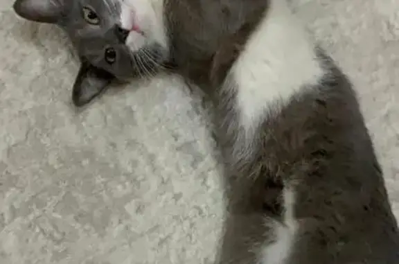 Пропала кошка, ул. Цадасы, 80, Кизилюрт