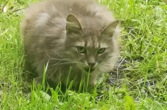 Найдена кошка, Санкт-Петербург, фото: Кошка найдена: ул. Бабушкина, 100, СПб