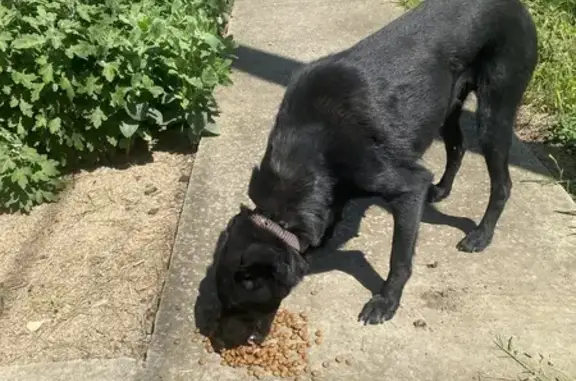 Найдена собака, , фото: Собака найдена в Полтавском с/п