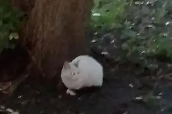 Кошка найдена: Фортунатовская 15, Москва