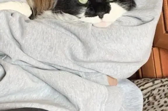 Кошки потеряшки, Киев, фото: Потеряшка кошка, вулиця Симиренка, 5-А