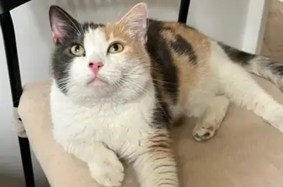 Трехцветная кошка найдена на Конаковском 2/5