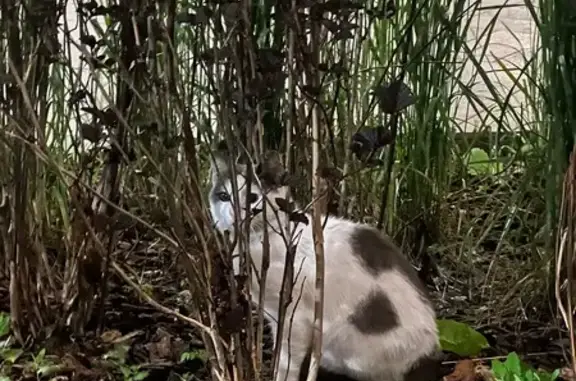 Кошка найдена: Дорохова, 39 к2Б, Москва