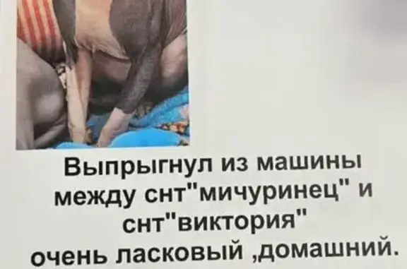 Кошки потеряшки, Ордынское, фото: Потеряшка кошка сфинкс, Ордынское, 5-я ул.