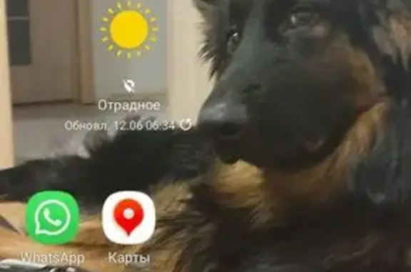 Пропала овчарка, Сабурово, Сиреневая 1