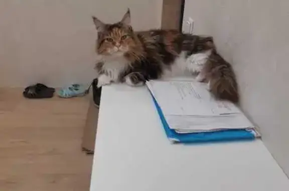 Кошки потеряшки, Боровое, фото: Потеряшка кошка на Рябиновой, 36, Боровое