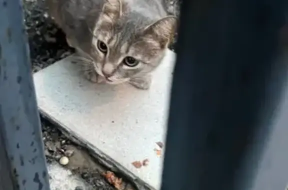 Кошка найдена: Ходынский бульвар, 2