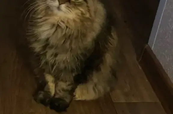 Кошки потеряшки, Ягодное, фото: Потеряшка серая кошка, Каштановый пер., Ягодное