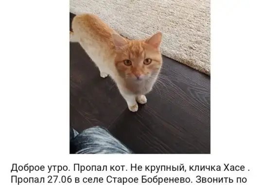 Пропала кошка, Красная ул. 16, Бобренево