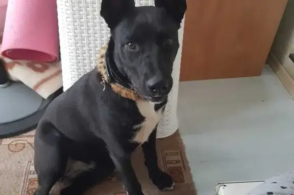 Найдена собака, , фото: Собака найдена: Акбердинский с/с, Башкортостан