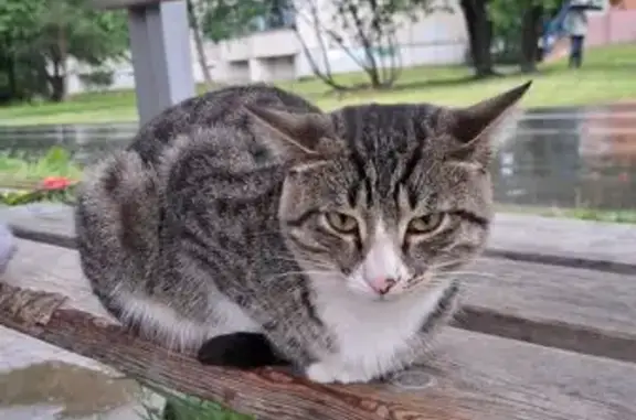 Кошка найдена: ул. Кирова, 16, Йошкар-Ола