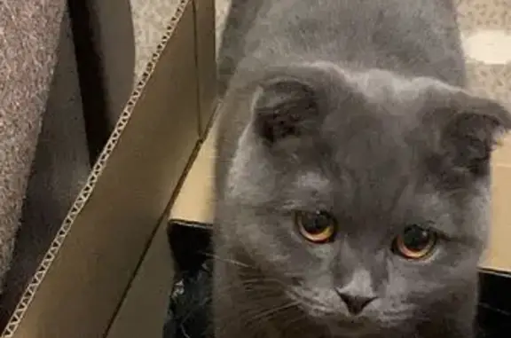 Пропала кошка, ул. Маяковского, 4, Лобня