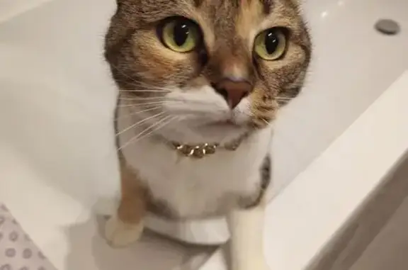 Кошки потеряшки, Васильково, фото: Потеряшка кошка, Калининградский пер. 3