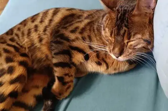 Найдена кошка, Разметелево, фото: Кошка найдена: Садовый пер., 5, Разметелево