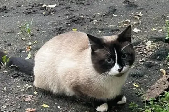 Найдена кошка, Воронеж, фото: Котик найден: ул. Космонавтов, 27Г, Воронеж