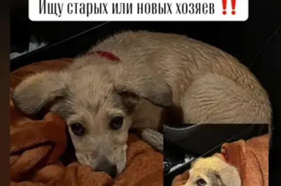 Найдена собака, , фото: Щенок найден на Нагорной, 14, Пенза