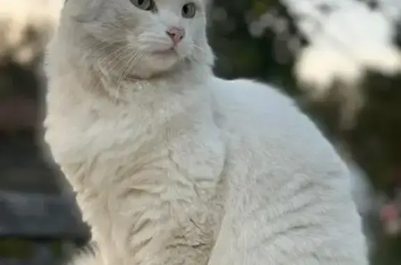 Пропала кошка, Владимирская область