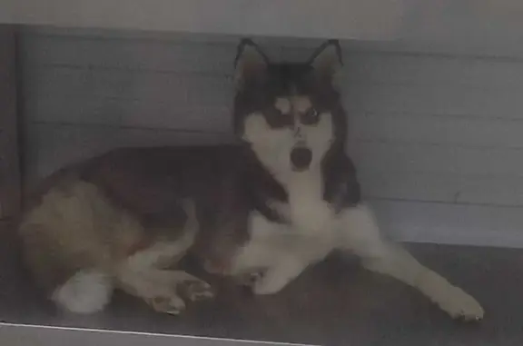 Найдена собака, Нижневартовск, фото: Хаски найдена: ул. Чапаева, 13а ст3