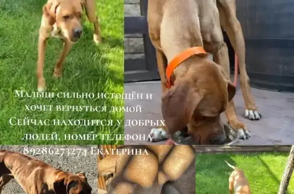 Найдена собака, Ростов-на-Дону, фото: Найдена собака, Смородиновая 20, Ростов