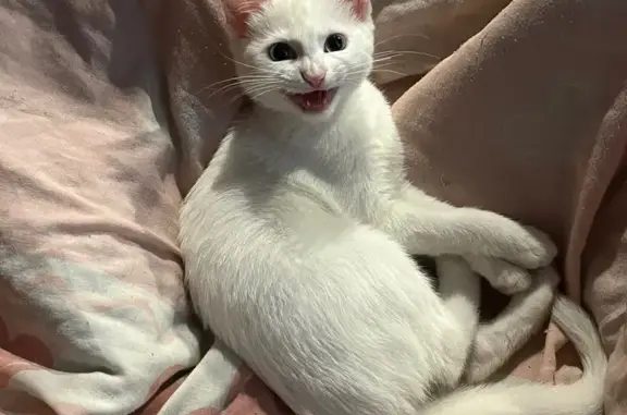 Пропала кошка, Кудиновское шоссе, 3