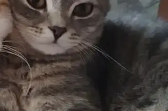 Пропала кошка, ул. Метелкина, 16, Новокузнецк