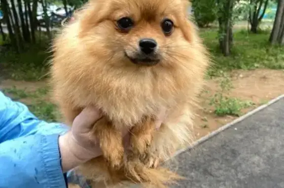 Шпиц найдена: ул. Кул Гали, 1, Казань