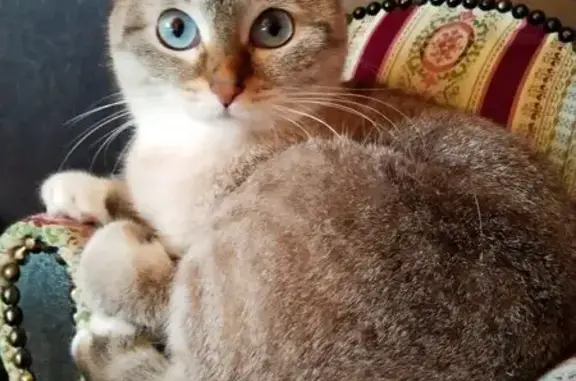 Кошки потеряшки, Иркутск, фото: Потеряшка кошка, СНТ Горняк, Иркутск