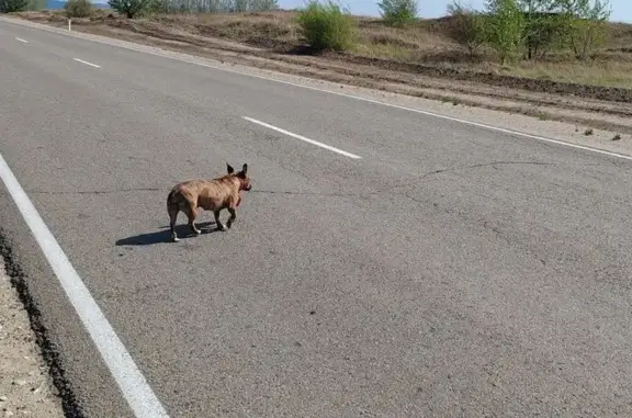 Найдена собака, Чита, фото: Потеряшка с ошейником, Чита, «Байкал»