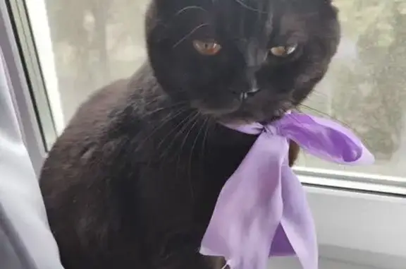 Кошки потеряшки, Магнитогорск, фото: Потеряшка кошка, ул. Ручьёва 18, Магнитогорск