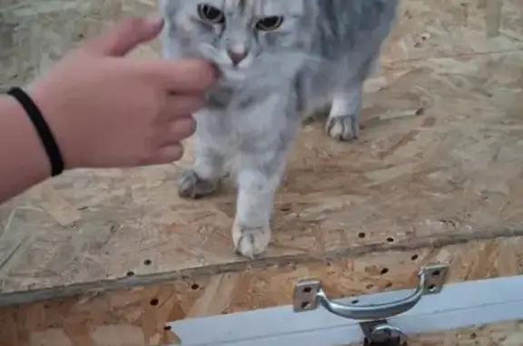 Найденные животные Барабинск, фото: Кошка найдена: ул. Карла Маркса, 124