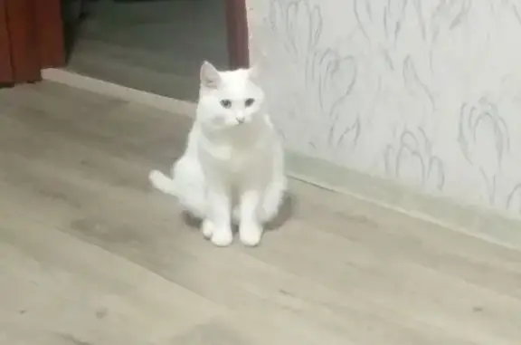 Пропала белая кошка, Высоковольтная 13