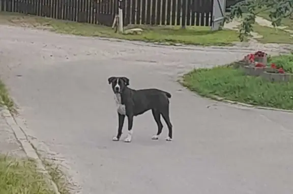 Найдена собака, Московская область, фото: Собака ищет дом, Очево, МО