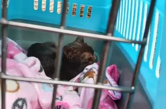 Котенок найден: ул. Новая Опалиха, Красногорск