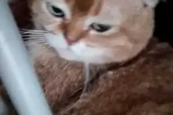 Пропала кошка, ул. Павлова, 1Ж, Ростов
