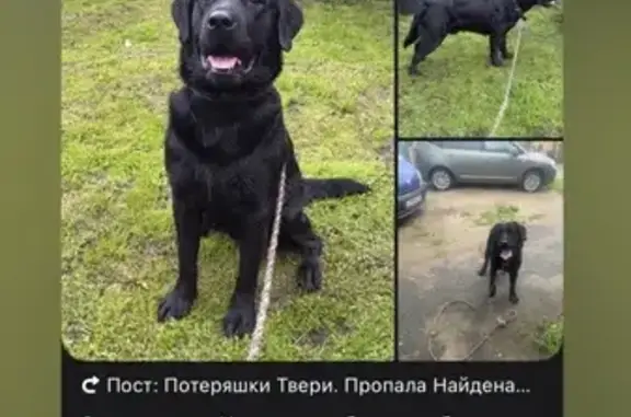 Найдена собака, ул. Шишкова 32, Тверь