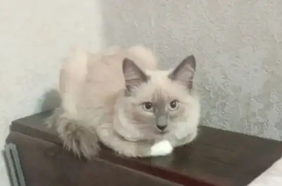 Кошки потеряшки, Каменск-Уральский, фото: Потеряшка кошка, 2-я Рабочая, 104, Каменск