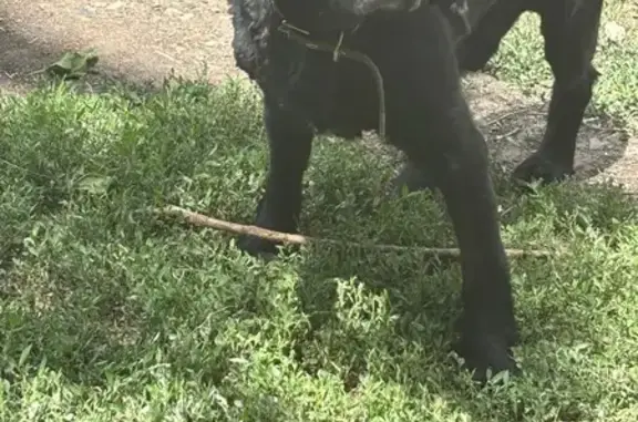 Собака найдена у ул. Максаковой, 81, Астрахань